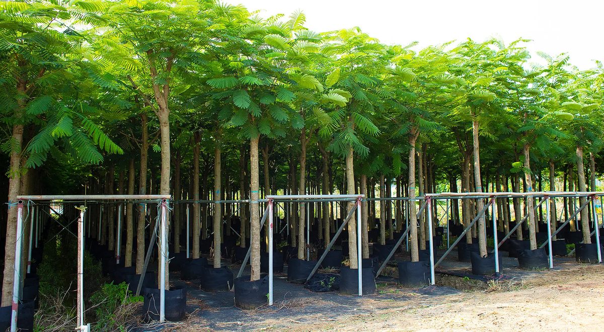 Container-grown trees at Noy Green nursery