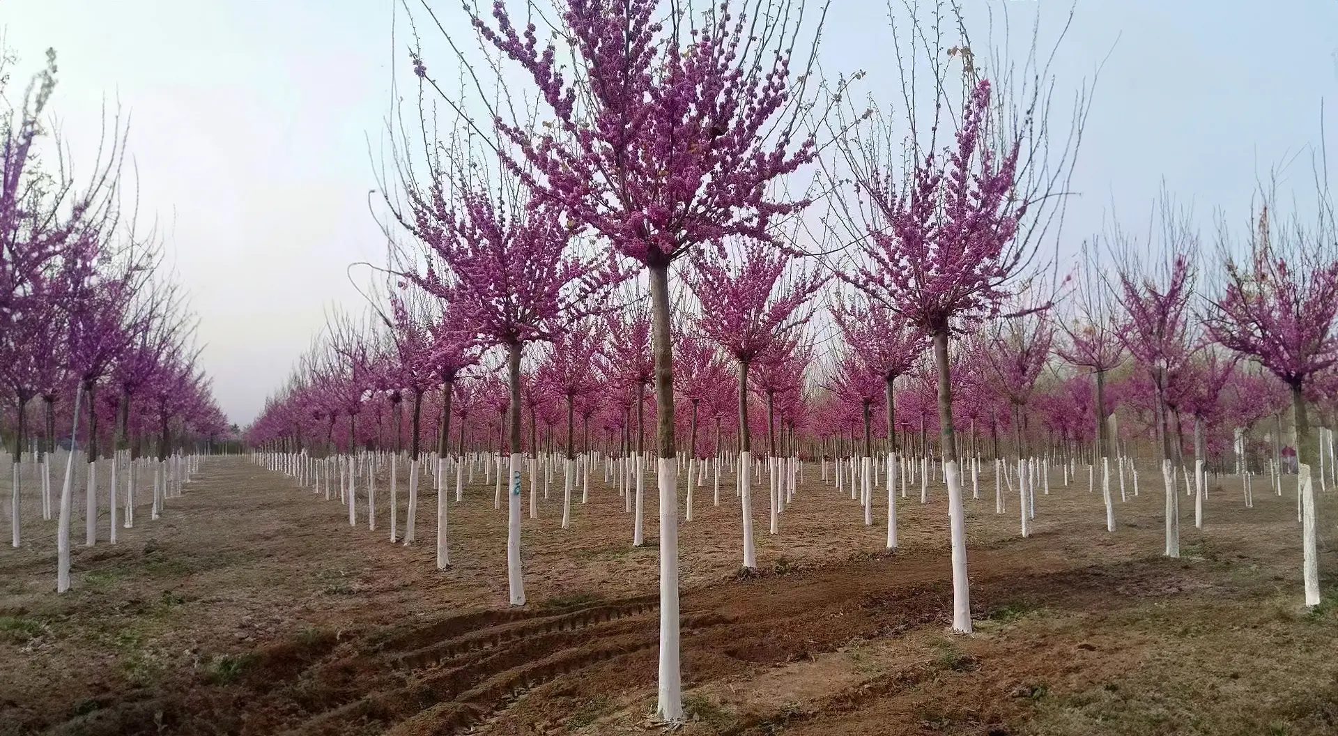 Flowering trees plantation in full bloom