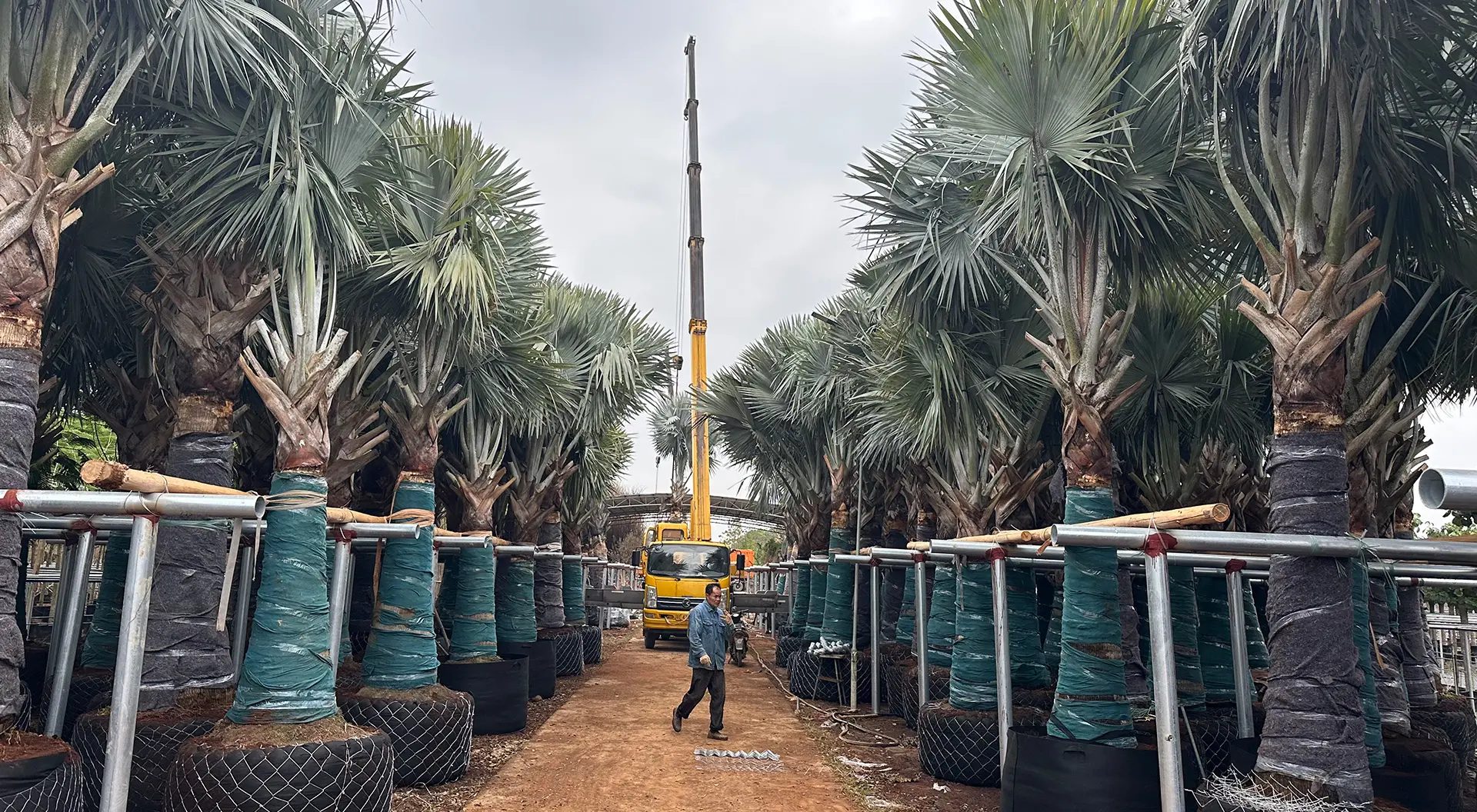 Trees being loaded for export shipment