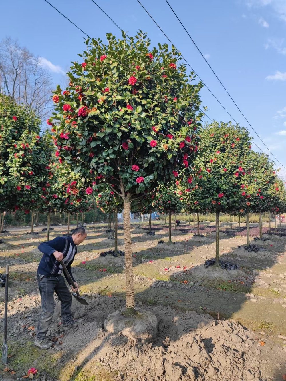 Nursery quality control