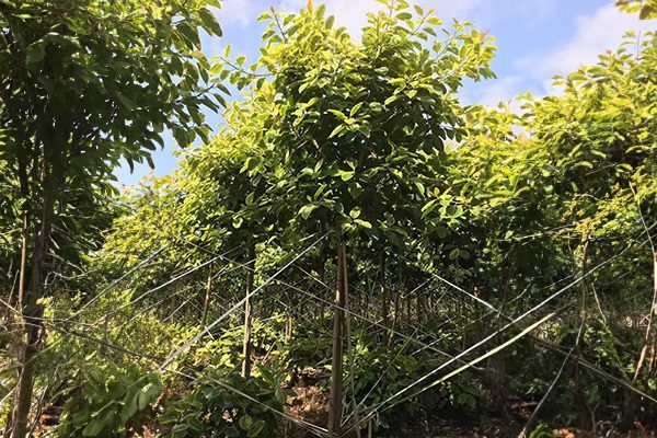 Fruit trees
