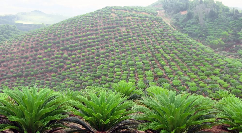 Palms and cycads
