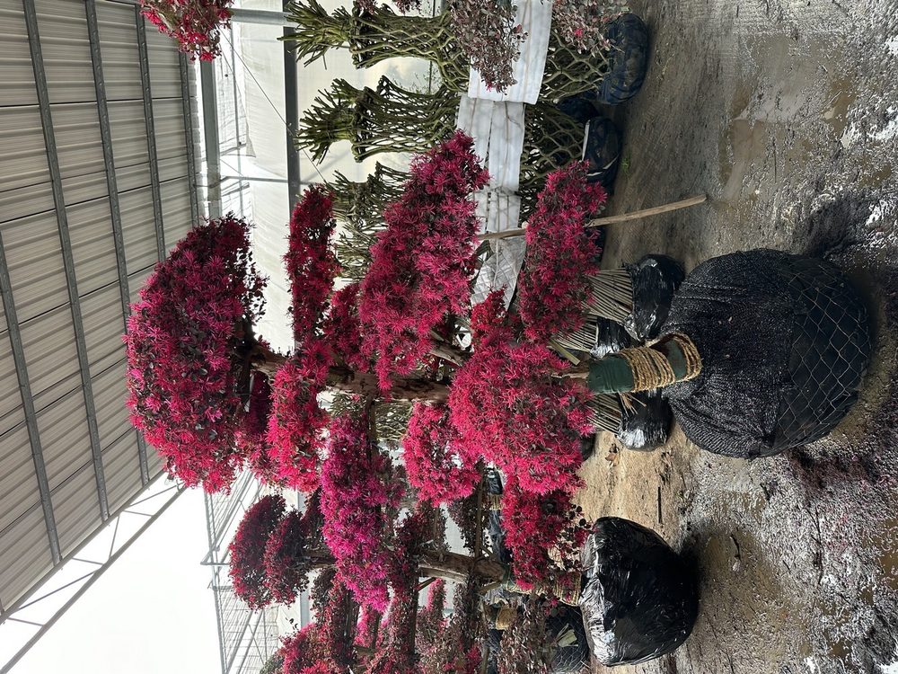 Topiary and sculpted trees