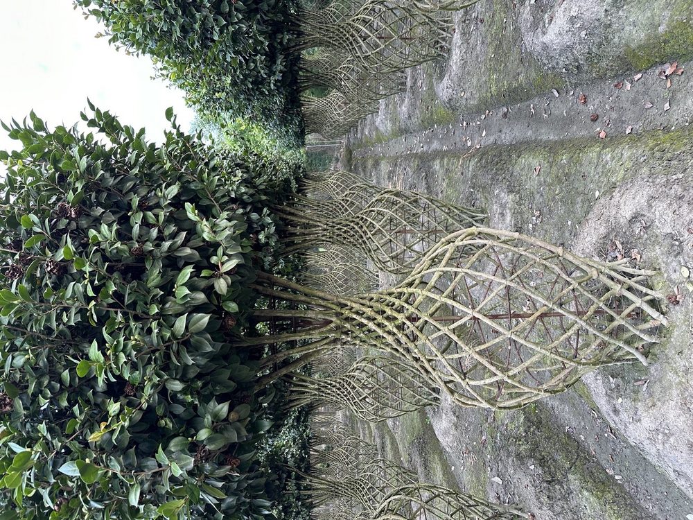 Topiary & Sculpted Trees